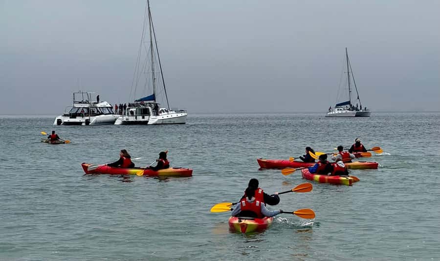 Walvis Bay: Seal Kayaking Adventure with Brunch - How the schedule affects the value