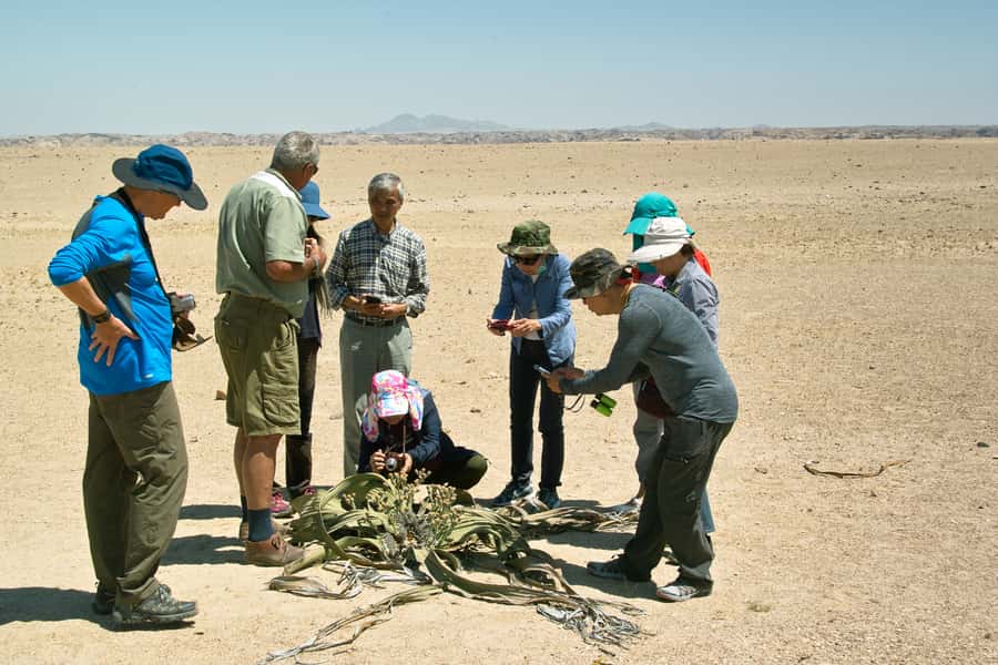 Walvis Bay Shore Excursion: Flamingos, Dune 7, Swakopmund - Why this Walvis Bay shore trip works so well