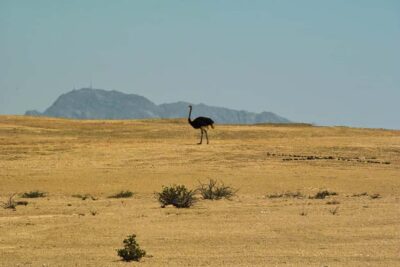 Walvis Bay Shore Excursion: Flamingos, Dune 7, Swakopmund