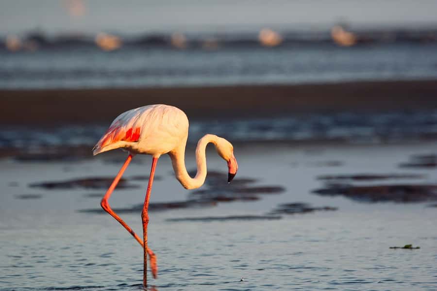 Walvis Bay Shore Excursion: Flamingos, Dune 7, Swakopmund - Climbing Dune 7, the 132-meter sand giant