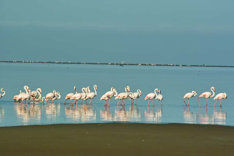 Walvis Bay Shore Excursion: Flamingos, Dune 7, Swakopmund - A break at Goanikontes Oasis