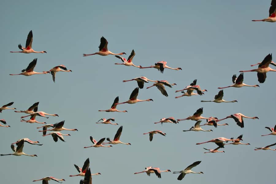 Walvis Bay Shore Excursion: Flamingos, Dune 7, Swakopmund - Swakopmund’s old German town