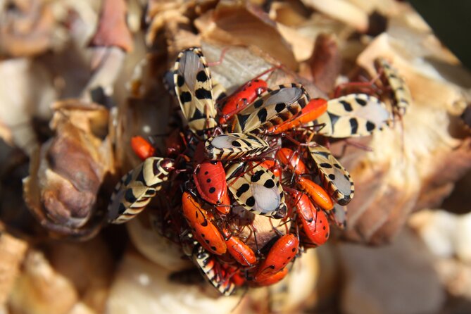 Welwitschia Tour from Swakopmund - Who will get the most from this tour