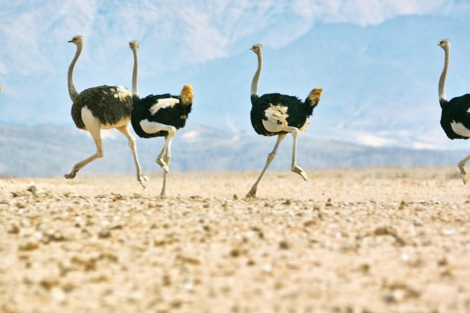 Wildlife and Landscape Tour- full-day (7hours) from Walvis Bay - From Walvis Bay to Namib Naukluft Park