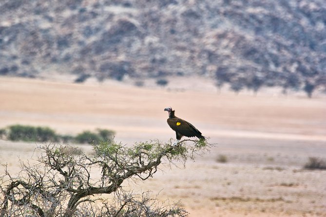 Wildlife and Landscape Tour- full-day (7hours) from Walvis Bay - Why the dry setting makes the sightings special