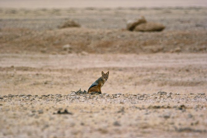 Wildlife and Landscape Tour- full-day (7hours) from Walvis Bay - A picnic lunch that keeps the day simple