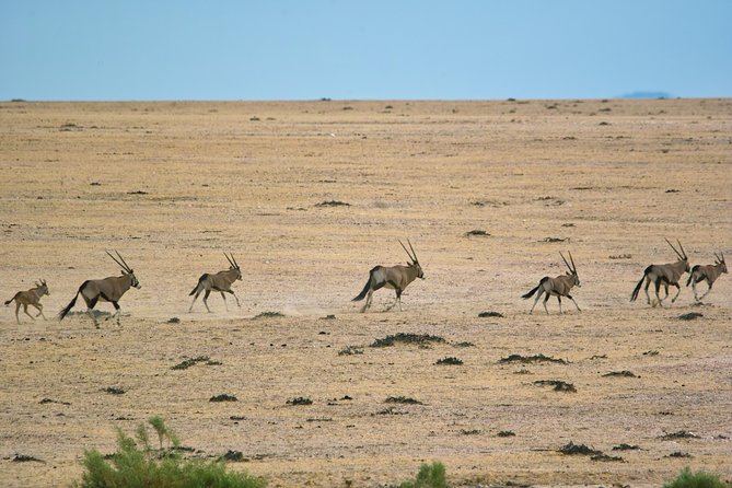 Wildlife and Landscape Tour- full-day (7hours) from Walvis Bay - Small group, guide attention, and photography