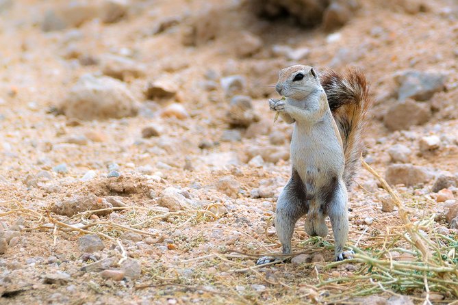 Wildlife and Landscape Tour- full-day (7hours) from Walvis Bay - How the price compares with the experience