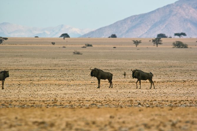 Wildlife and Landscape Tour- full-day (7hours) from Walvis Bay - Who will enjoy this day most