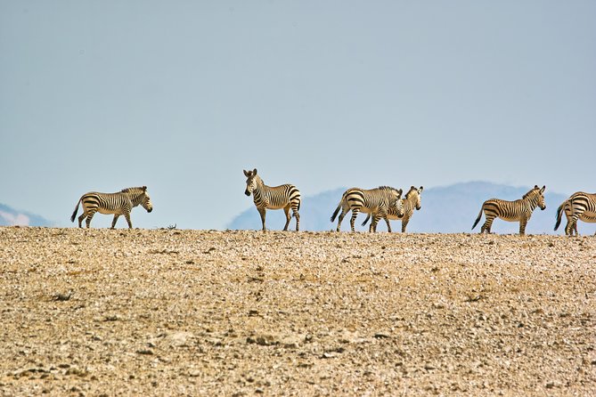 Wildlife and Landscape Tour- full-day (7hours) from Walvis Bay - Timing, pickup, and what to clarify