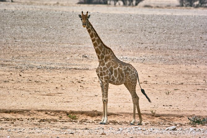 Wildlife and Landscape Tour- full-day (7hours) from Walvis Bay - Six hours among desert wildlife