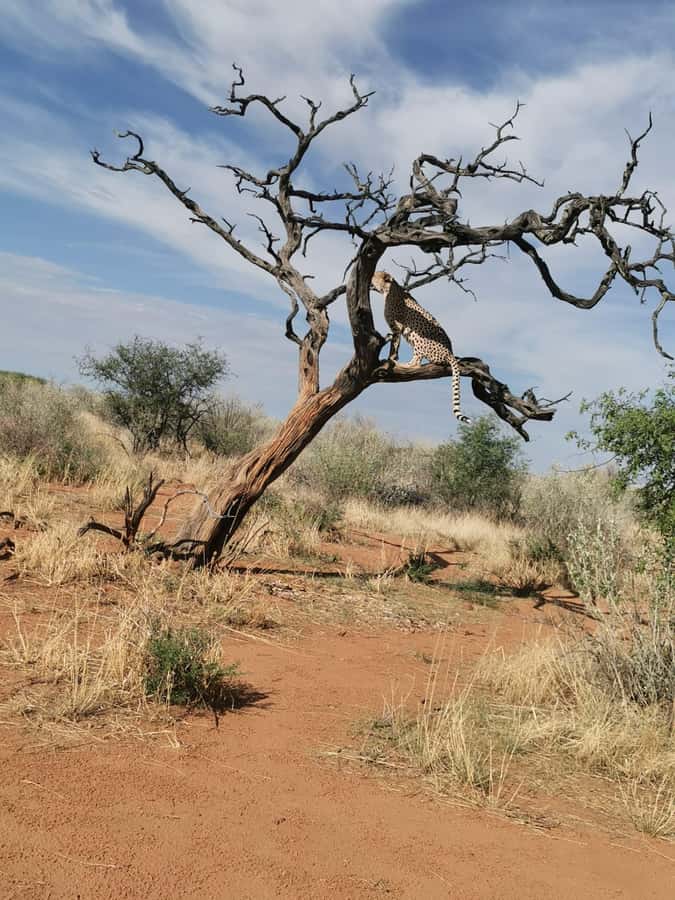 Windhoek : Cheetah walk Experience - Key points before you book