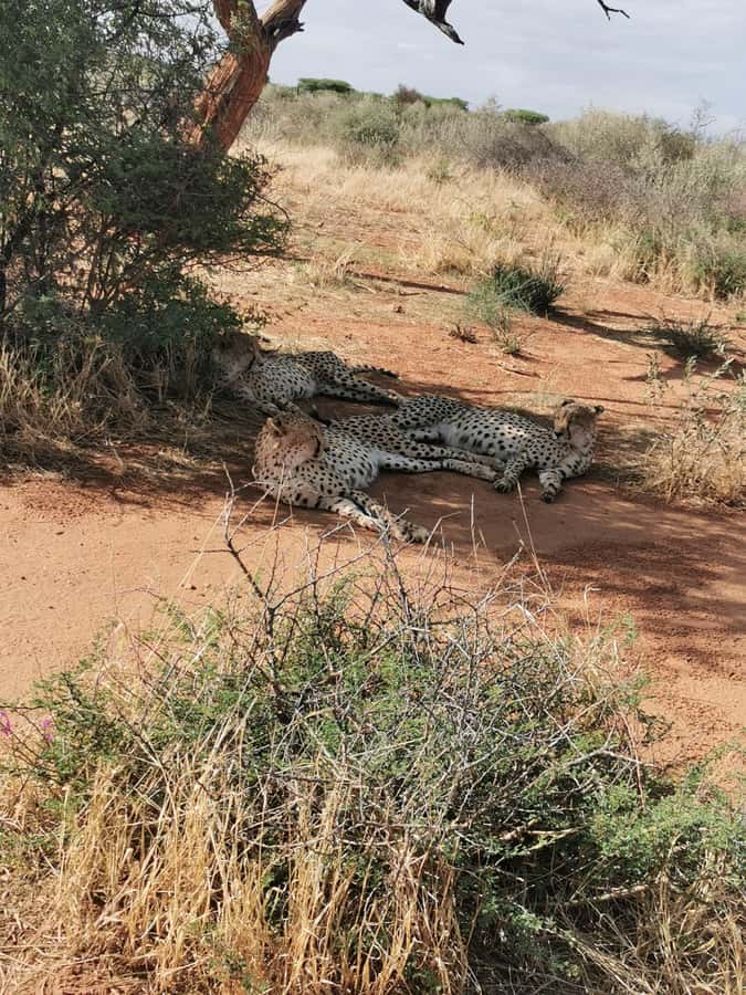 Windhoek : Cheetah walk Experience - Walking with cheetahs at N/a’an ku sê