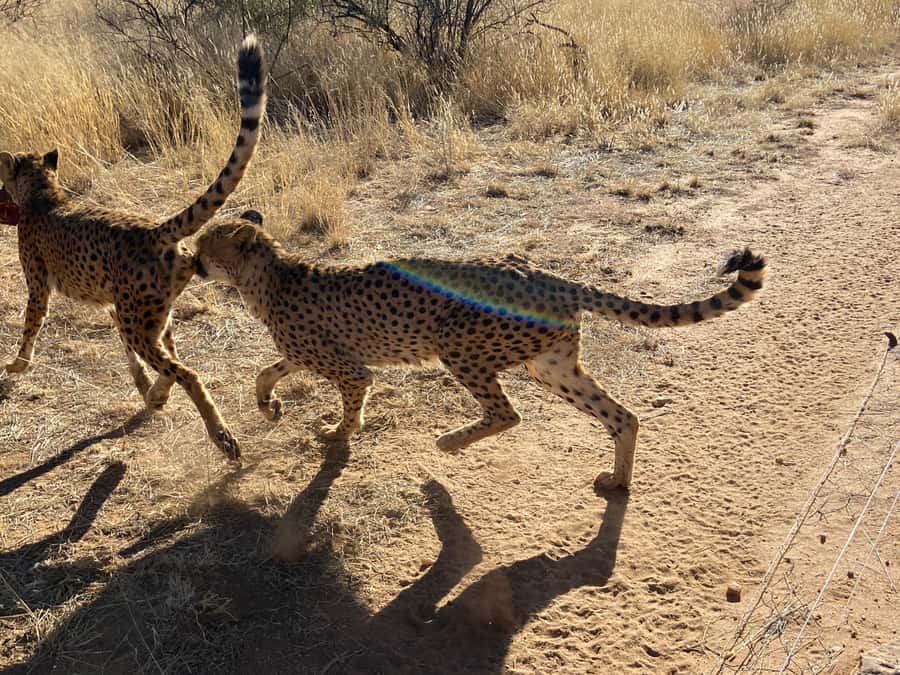 Windhoek : Cheetah walk Experience - What the 90-minute guided tour is really like