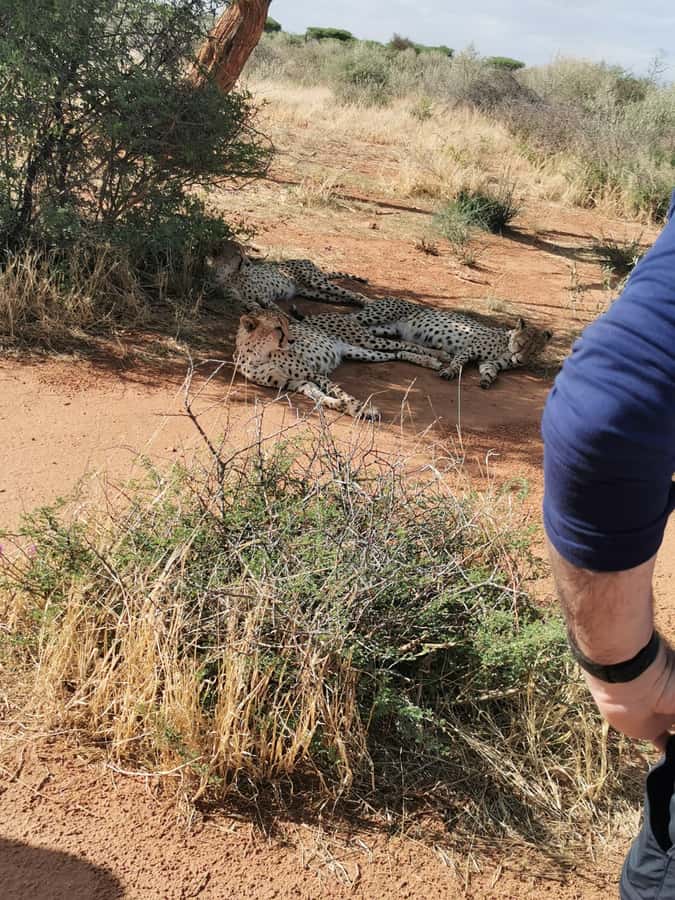 Windhoek : Cheetah walk Experience - Should you book the Windhoek cheetah walk?