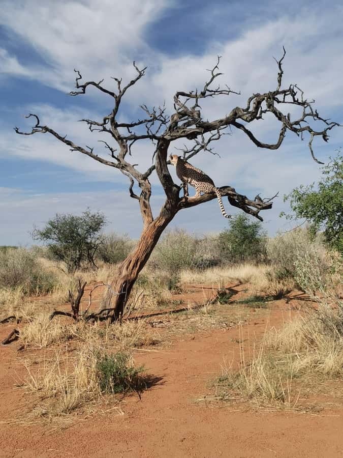 Windhoek : Cheetah walk Experience - A 6:00 pickup and an 8:00 animal encounter
