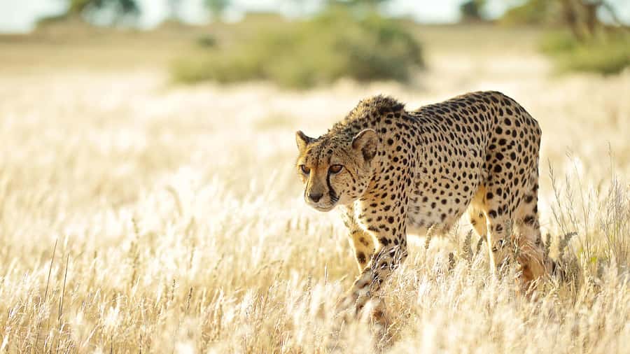 Zannier Game Drive with Hotel Pickup - What the 3.5-hour drive is like